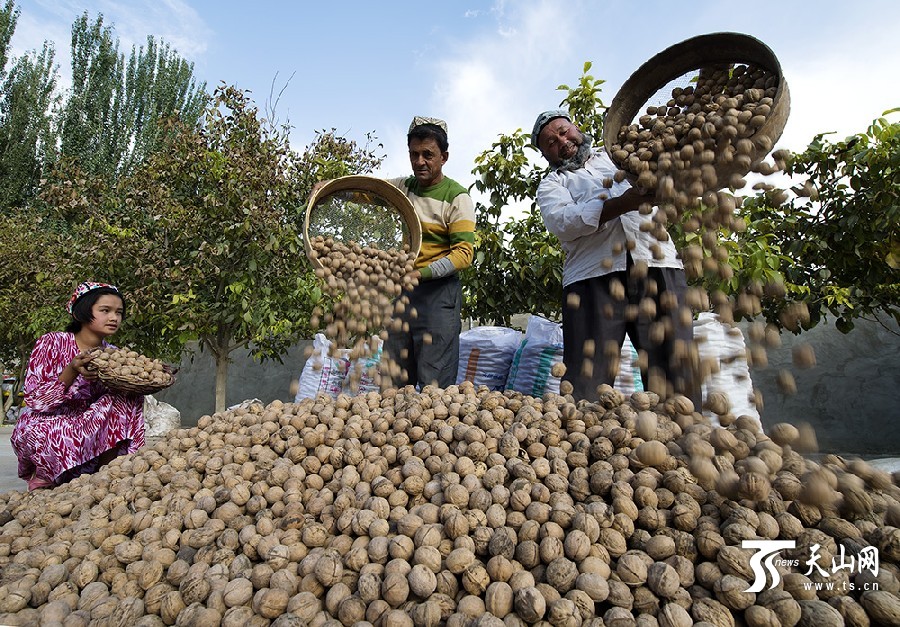 叶城县农民用6吨核桃摆出"60"造型 献礼自治区60华诞