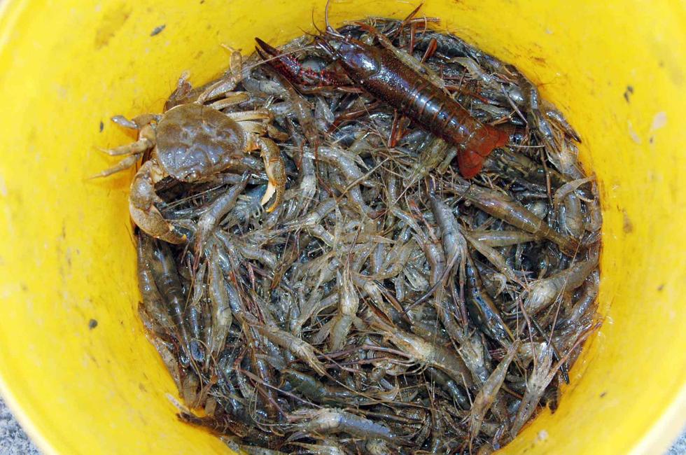 湖北襄阳市民不顾危险在护城河捞虾