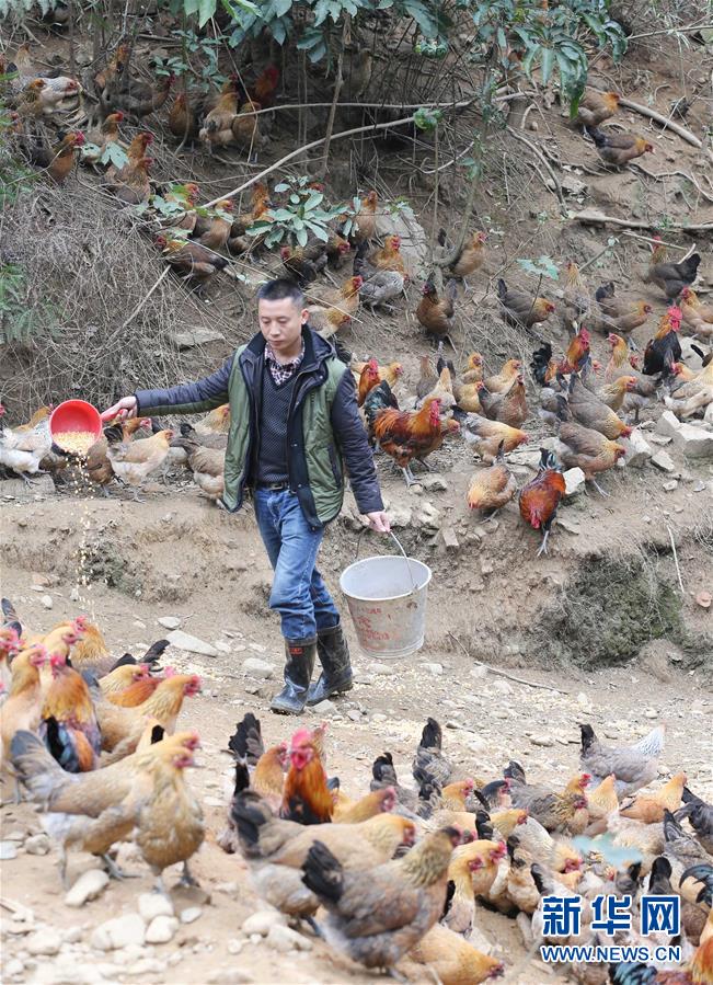 #（农业）（3）广西融安：精准扶贫推广&ldquo;大坡土鸡&rdquo;助农民脱贫