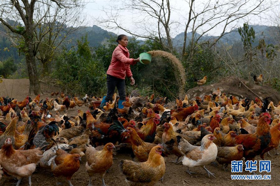 #（农业）（1）广西融安：精准扶贫推广&ldquo;大坡土鸡&rdquo;助农民脱贫