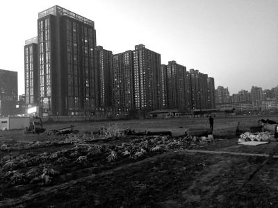 河北燕郊90亩土地闲置10余年 居民圈起种大白菜