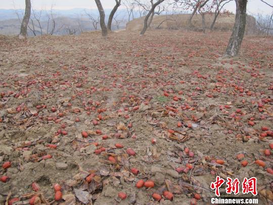 山西临县枣农之殇：红枣过贱无人采收入羊口