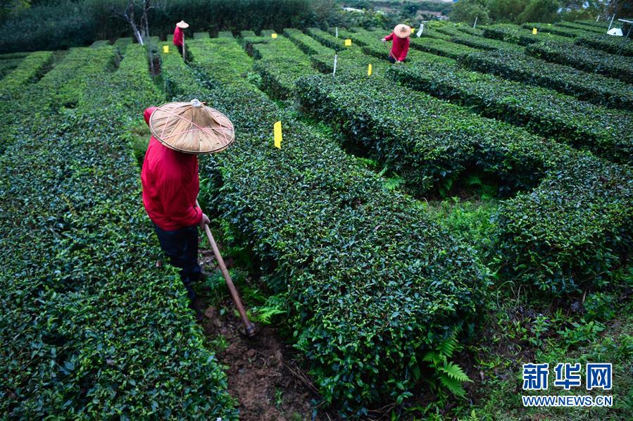 安溪茶叶市场的春天