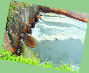 广东肇庆一排水站排污 大片草地变黄褐色