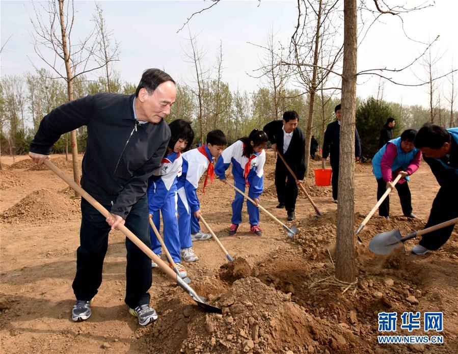 这是王岐山同大家一起植树。 新华社记者 饶爱民 摄