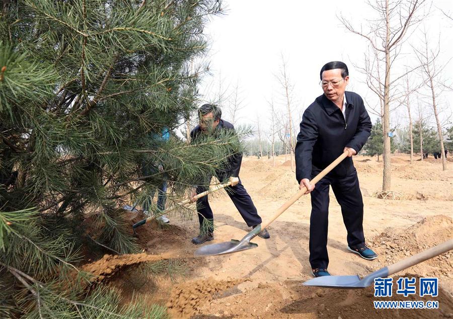 这是张高丽同大家一起植树。 新华社记者 刘卫兵 摄