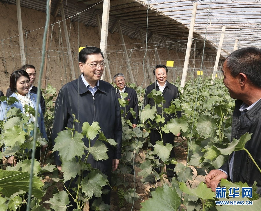 这是5月7日，张德江在巴彦淖尔市临河区八一乡联丰村农牧合作社，了解农产品生产环节质量安全控制情况。 新华社记者 丁林 摄