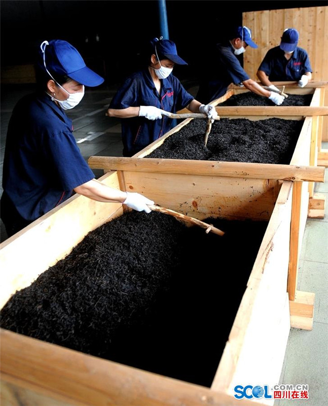 揭秘雅安茶马古道千年藏茶制作工艺