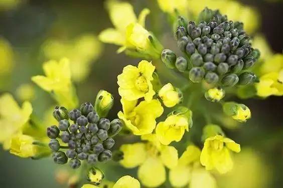 白萝卜▼萝卜花真是漂亮啊,四个紫色花瓣,很是可爱~油菜▼油菜花有