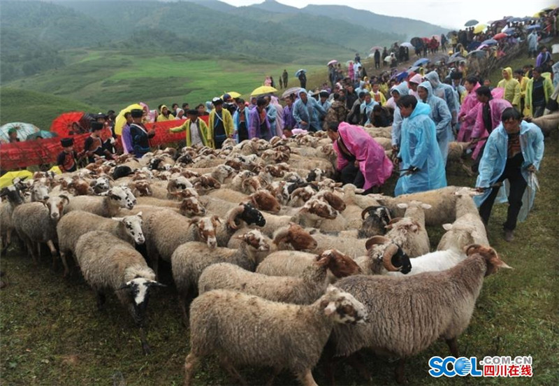 彝族高山牧民举行盛大剪羊毛节-新华网