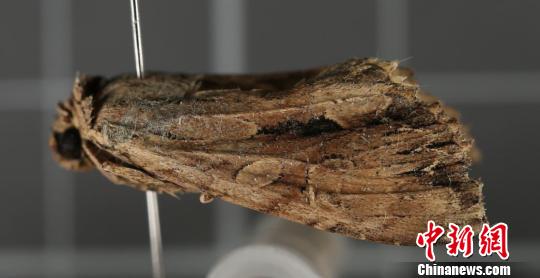 河北在全国首次截获单齿秀夜蛾