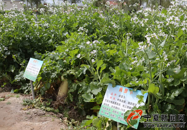 【网络媒体“走转改”】原州区彭堡镇发展“冷凉蔬菜”暖了百姓的心