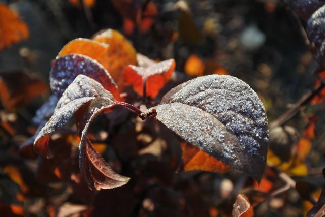 节气|今日,寒霜落叶上