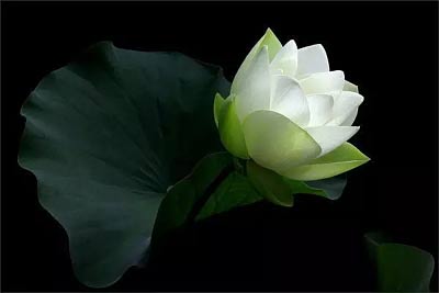 好感,不予好评,这无疑是一种相当有趣的矛盾,能够反映微妙的国民心理