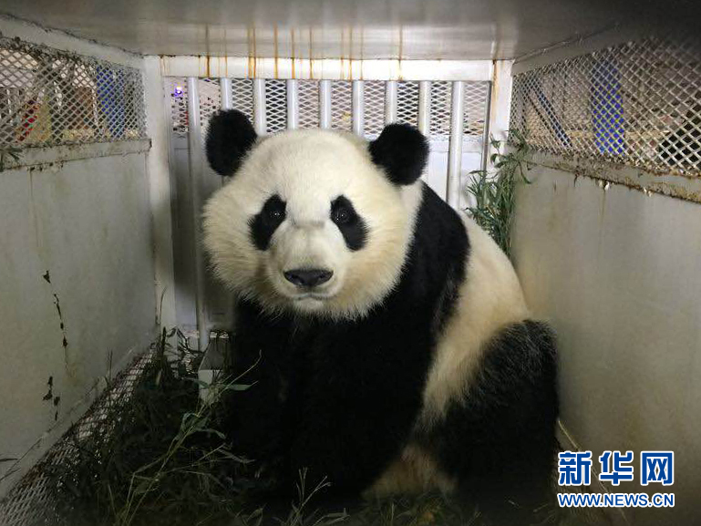 两只旅美大熊猫今日"寻祖归宗" 闭关一月进行隔离检疫