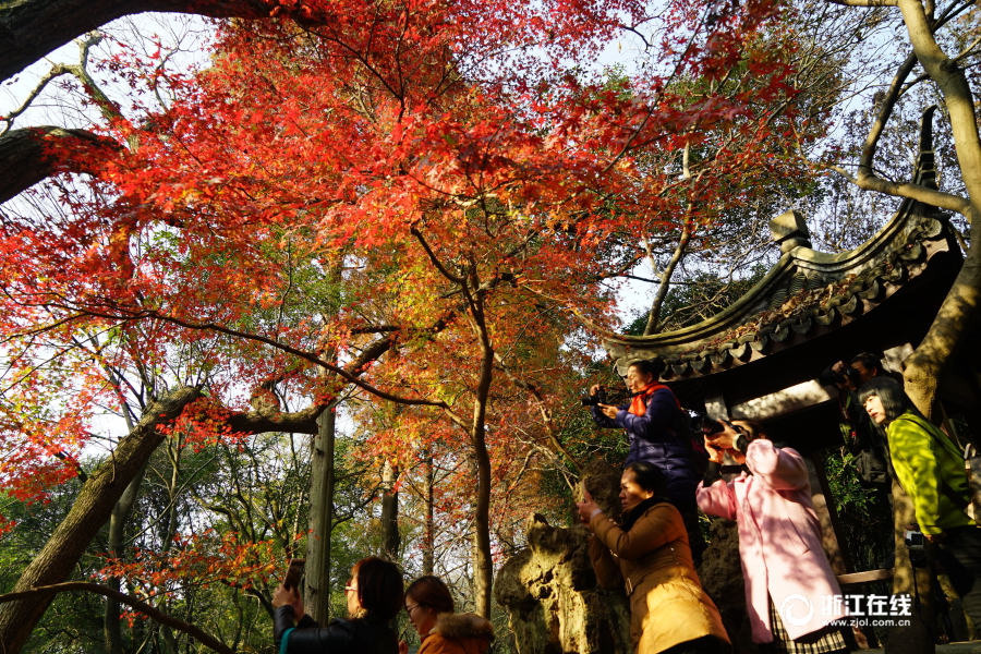 市民正在台州市黄岩区九峰公园里拍摄红枫叶12月17日,在台州市黄岩区