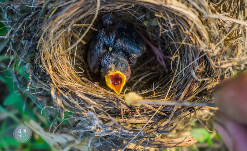 谷城农民在油菜地发现一只刚刚出壳的杜鹃雏鸟.(陈勇 摄)
