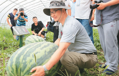农民栽培出90公斤大西瓜