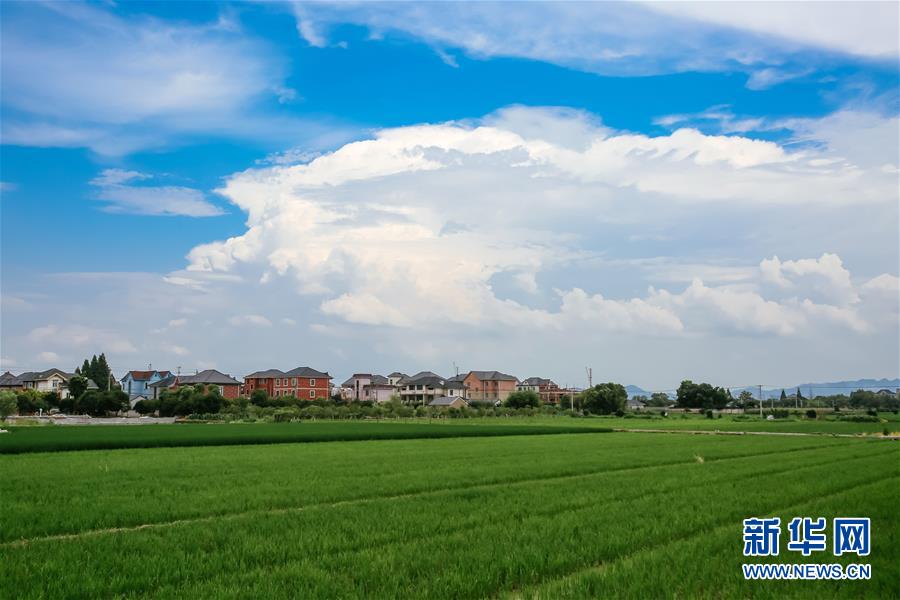 （砥砺奋进的五年&middot;绿色发展 绿色生活）（3）浙江余杭永安村：保护基本农田，助力绿色发展