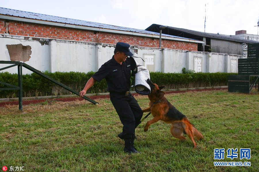 探班上海警犬训练基地个个都是英勇好汉