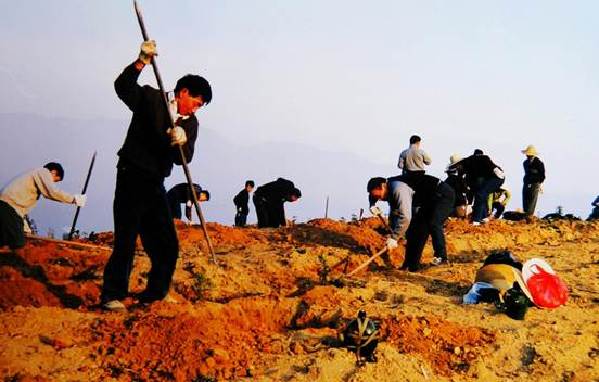 长江造林局三堆子样板林植树之3（酷热中的植树人）