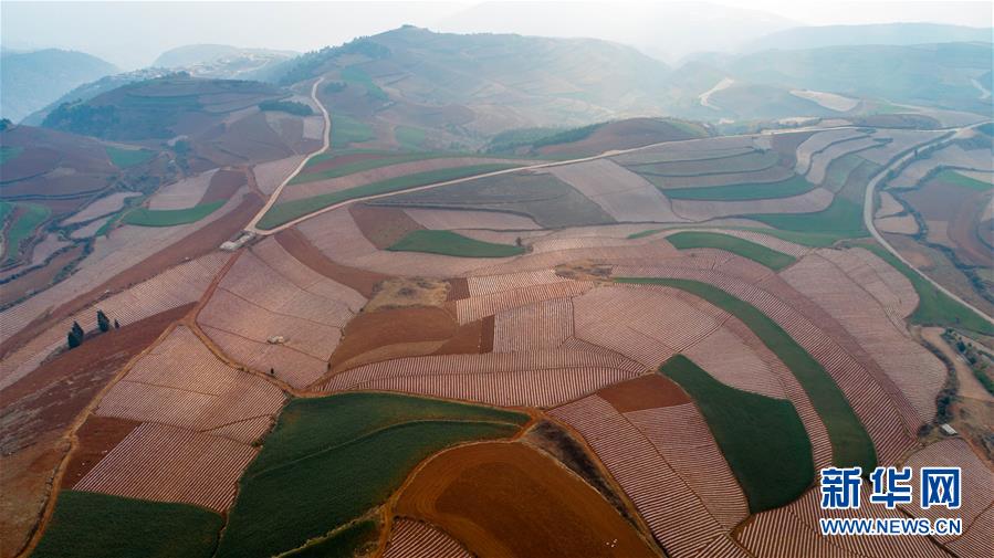 （乡村振兴&middot;图文互动）（1）&ldquo;以犁为笔，以种子为墨&rdquo;&mdash;&mdash;农家人在东川红土地上进行新一轮的&ldquo;创作&rdquo;