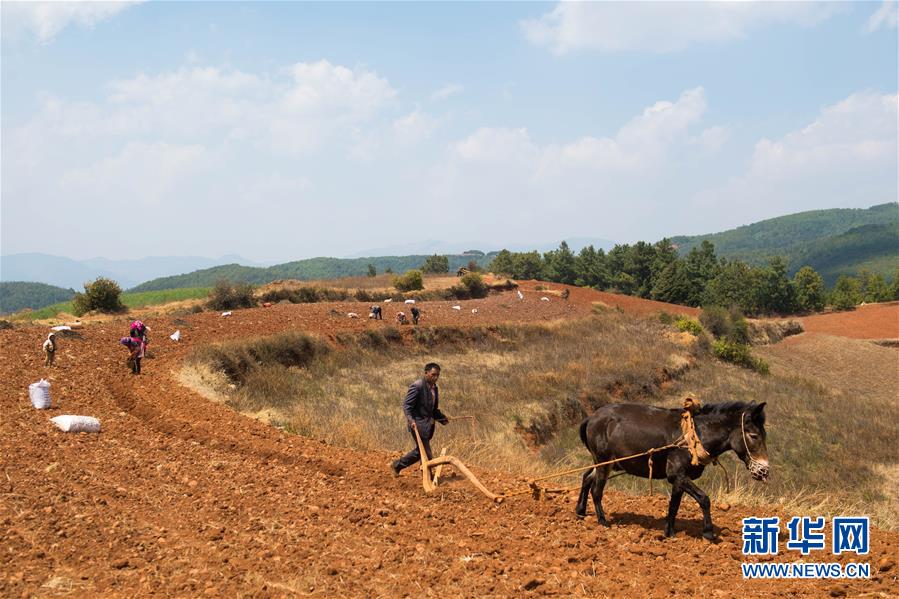 （乡村振兴&middot;图文互动）（6）&ldquo;以犁为笔，以种子为墨&rdquo;&mdash;&mdash;农家人在东川红土地上进行新一轮的&ldquo;创作&rdquo;