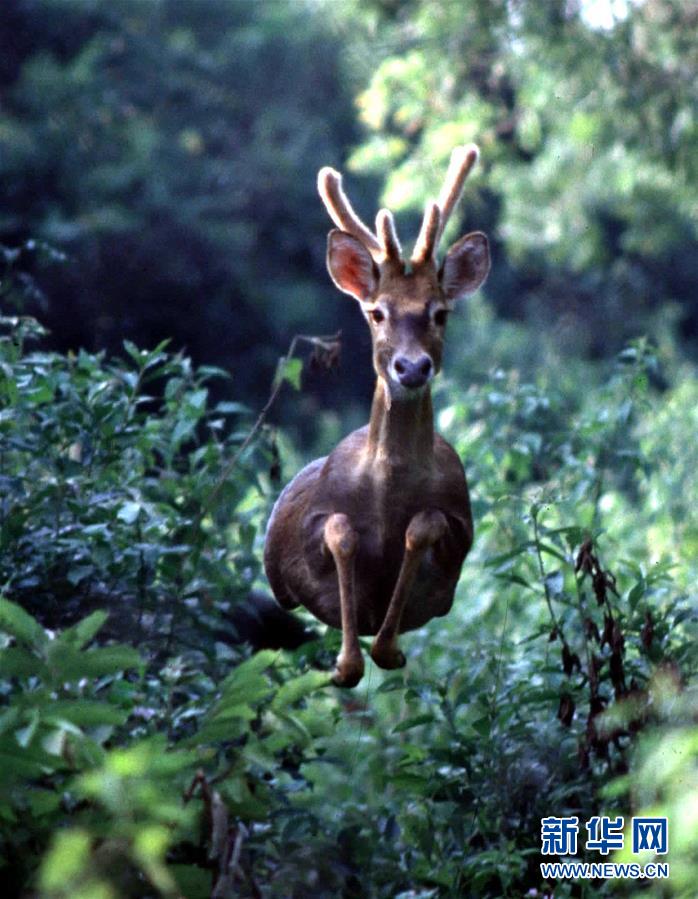 （潮起海之南）（1）海南坡鹿：从濒临灭绝到海南名片