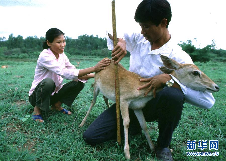 （潮起海之南）（2）海南坡鹿：从濒临灭绝到海南名片
