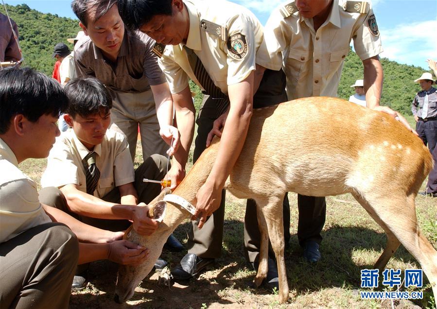 （潮起海之南）（4）海南坡鹿：从濒临灭绝到海南名片