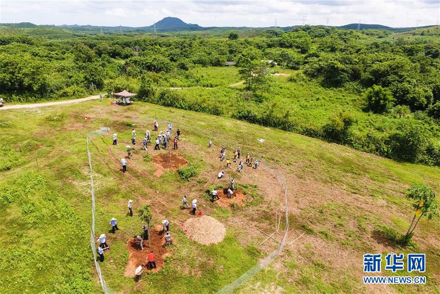 （潮起海之南）（5）海南坡鹿：从濒临灭绝到海南名片
