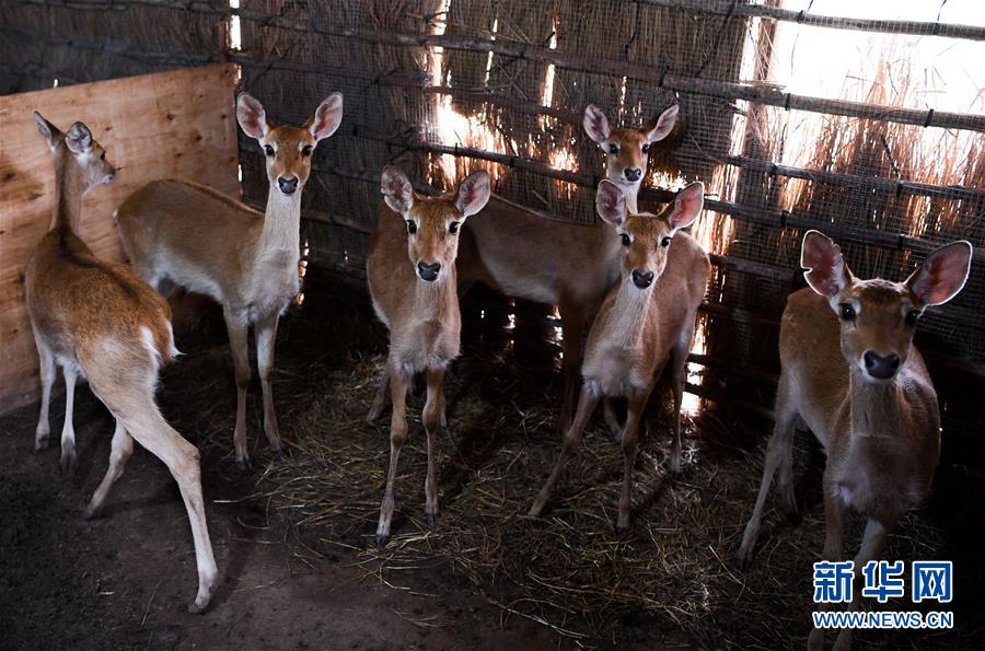 （潮起海之南）（7）海南坡鹿：从濒临灭绝到海南名片