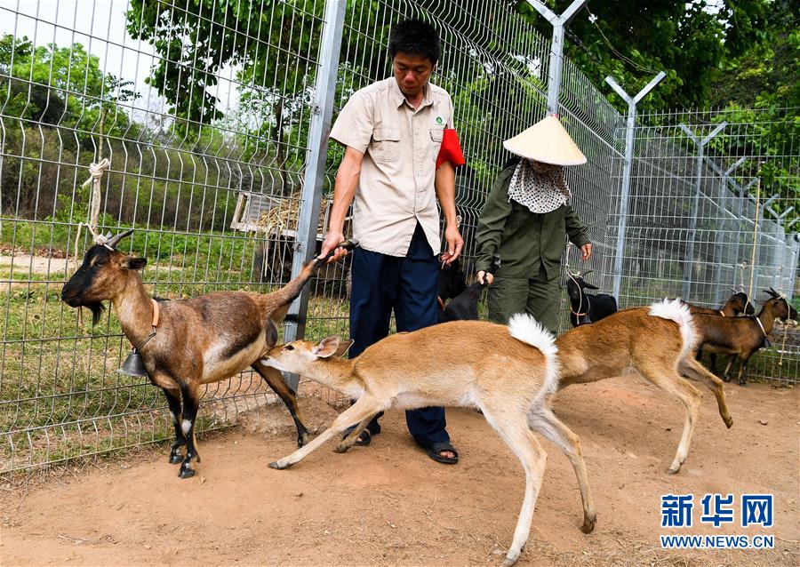 （潮起海之南）（8）海南坡鹿：从濒临灭绝到海南名片