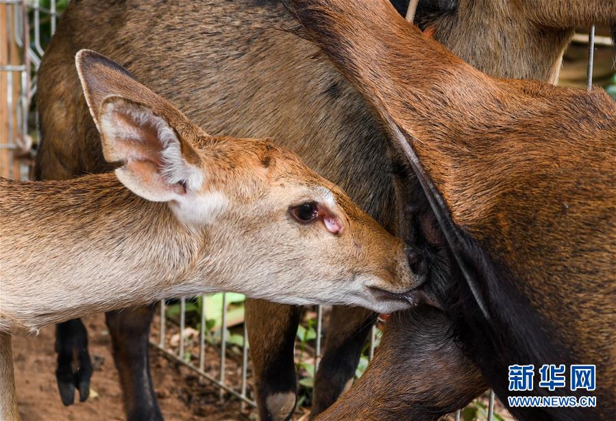 （潮起海之南）（9）海南坡鹿：从濒临灭绝到海南名片