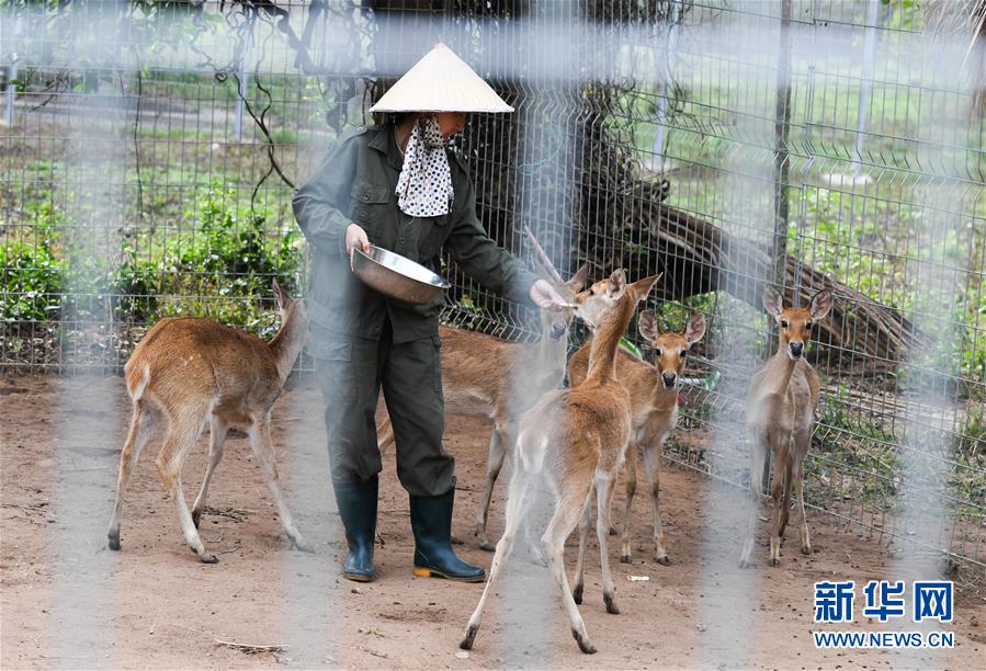 （潮起海之南）（11）海南坡鹿：从濒临灭绝到海南名片