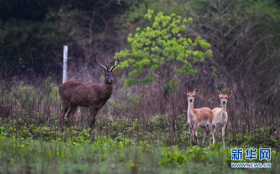 （潮起海之南）（12）海南坡鹿：从濒临灭绝到海南名片