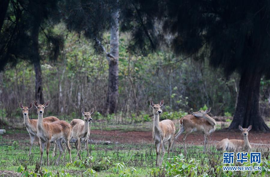 （潮起海之南）（14）海南坡鹿：从濒临灭绝到海南名片
