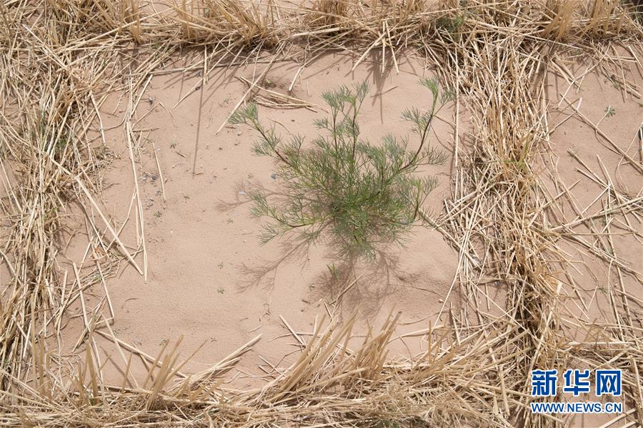 （科技）（3）我国沙区唯一的大型称重式蒸渗仪群建成 