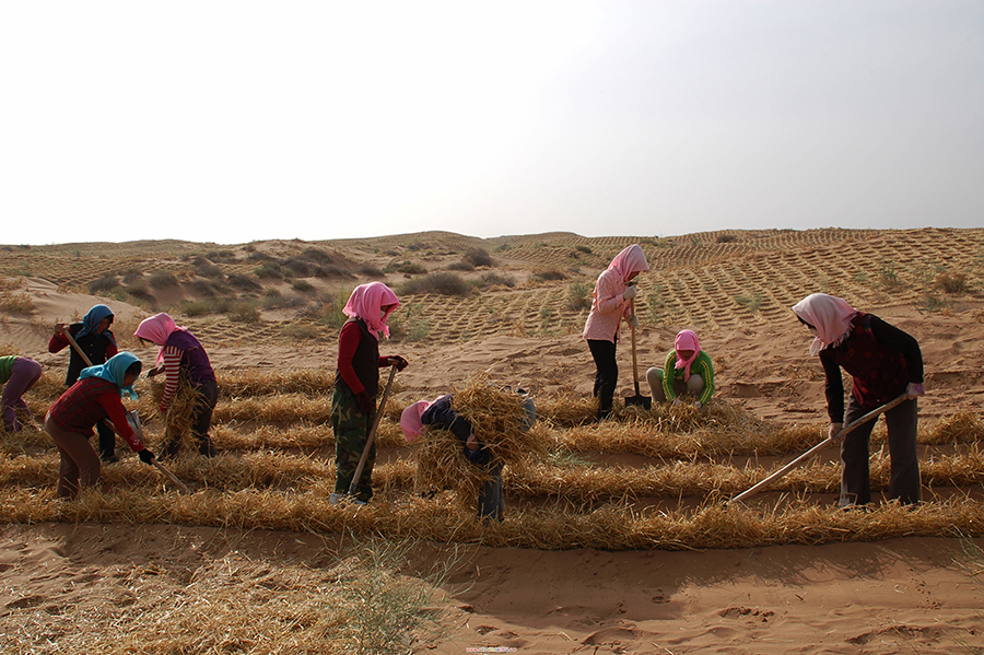 古浪群众治沙