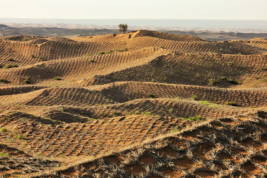由国家林业和草原局西北华北东北防护林建设局,新华网,国家林业和