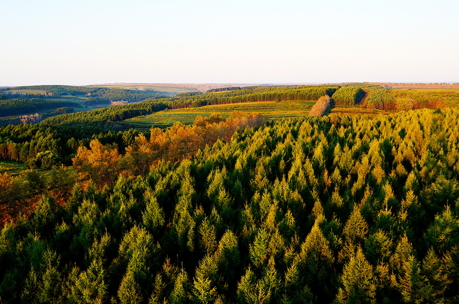 由国家林业和草原局西北华北东北防护林建设局,新华网,国家林业和