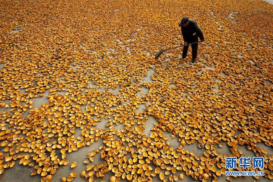 #（经济）（7）山东枣庄：小栝楼成脱贫致富&ldquo;宝葫芦&rdquo;