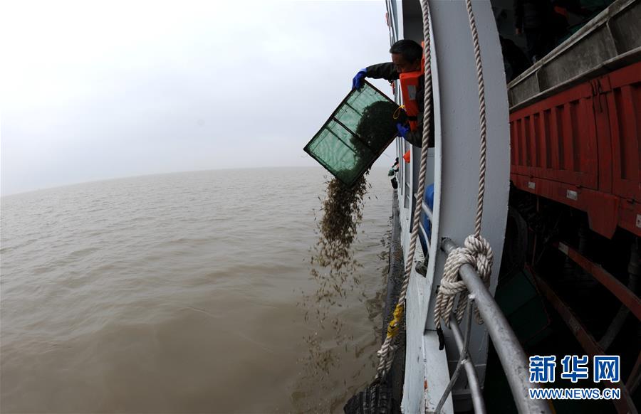 （图文互动）（4）长江口生态修复见成效 水下长出147公里“人工鱼礁” 