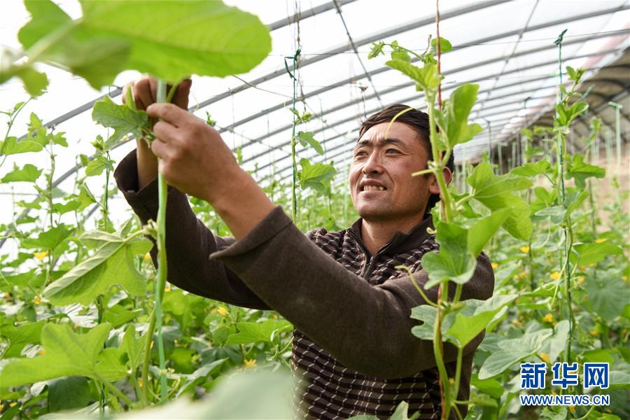 （决战决胜脱贫攻坚&middot;图文互动）（5）帕米尔高原羊倌脱贫变身&ldquo;甜瓜王&rdquo;