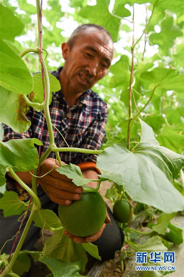 （决战决胜脱贫攻坚&middot;图文互动）（6）帕米尔高原羊倌脱贫变身&ldquo;甜瓜王&rdquo;