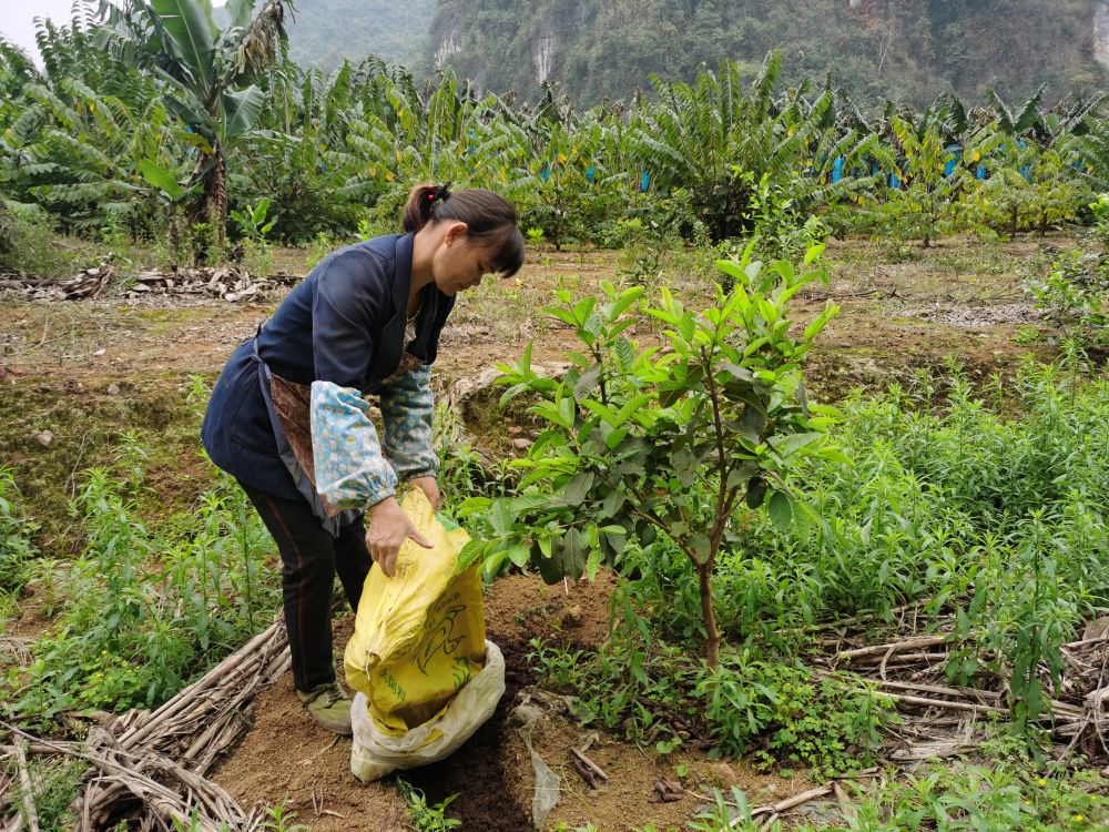 目前种有番石榴130亩,红江橙250亩,释迦果160亩,澳洲坚果250亩,鸡皮果
