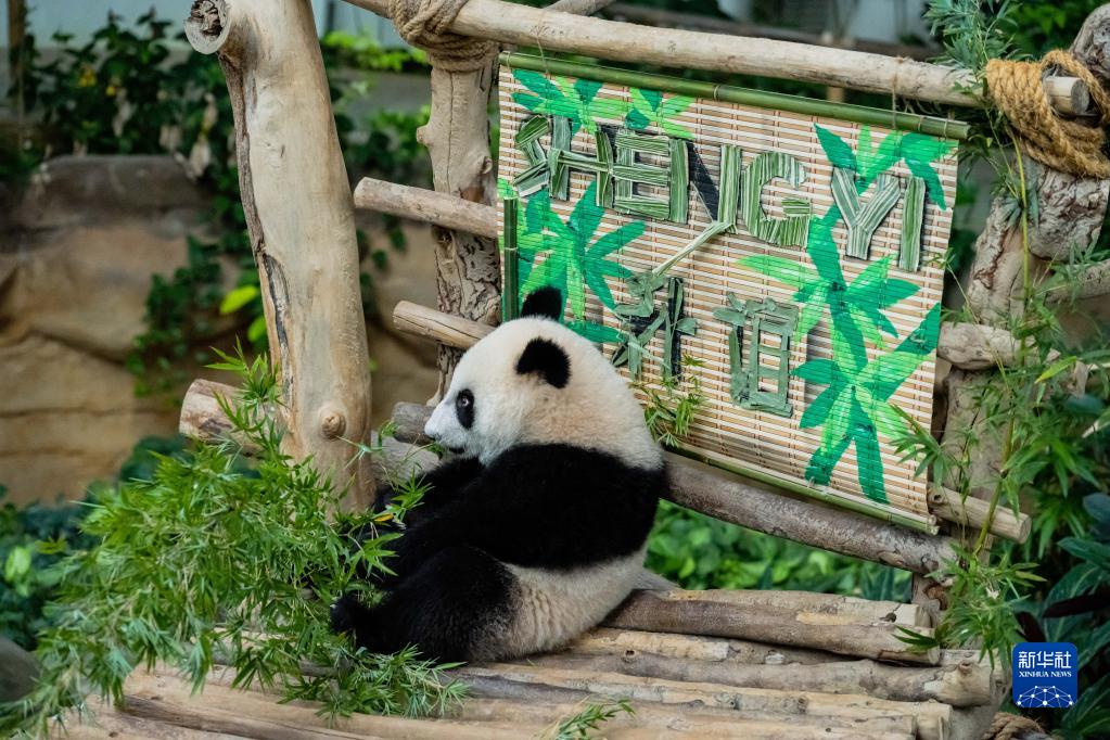 中国旅马大熊猫靓靓的第三只宝宝取名升谊