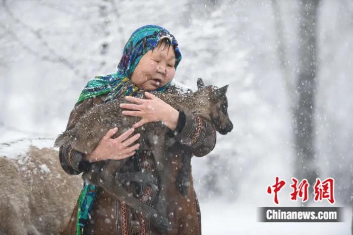 森林里放鹿,养鹿,即使对于世代饲养驯鹿,在山林中游猎的鄂温克人来说