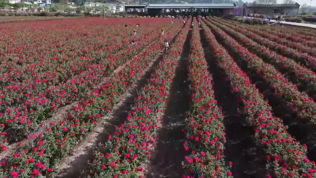 美好旅程 活力中国——旅游业一线观察