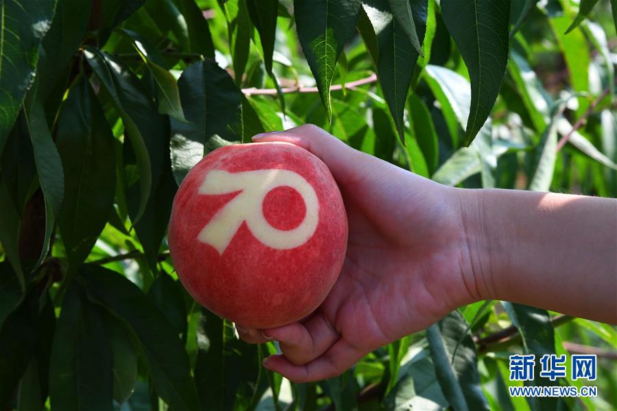 （图文互动）（2）国宴用桃是如何&ldquo;诞生&rdquo;的&mdash;&mdash;国庆70周年招待会用桃&ldquo;揭秘&rdquo;